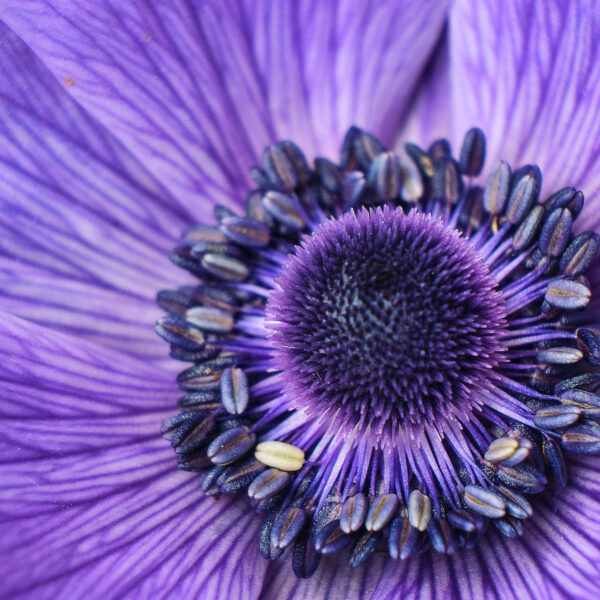 Hintergrundbild Blumenblüte violett